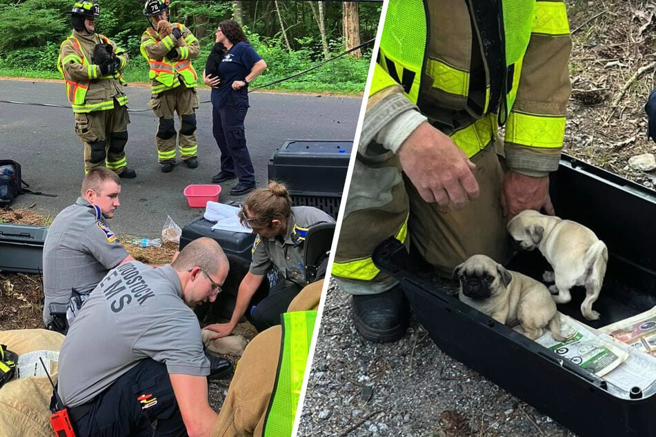 Auto überschlägt sich mit 14 Hundewelpen an Bord!