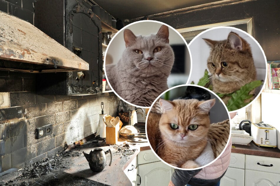 Chemnitz: Alle drei Stubentiger bei Wohnungsbrand gestorben: Freund sammelt Geld für trauernde Katzen-Mama