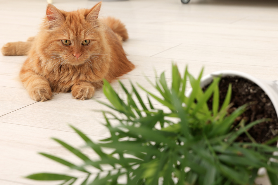 Cats often knock over household items – but why?
