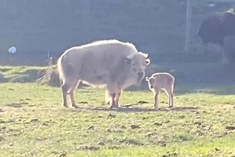 Auf dem Foto sind die zwei Jahre alte Bison-Mutter und ihr kürzlich geborenes Kalb zu sehen.