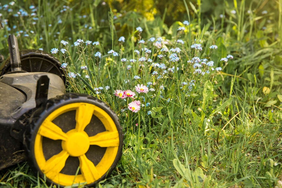 Im Schmetterlingsgarten wird der Rasen nicht ständig kahl gemäht.