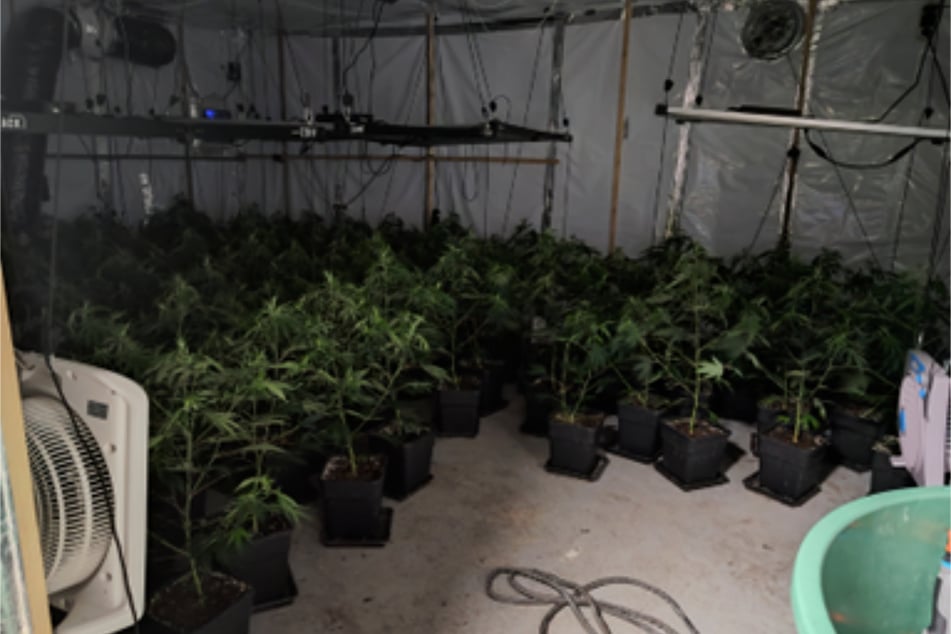 87 Pflanzen wurden in einer Indoor-Plantage entdeckt.