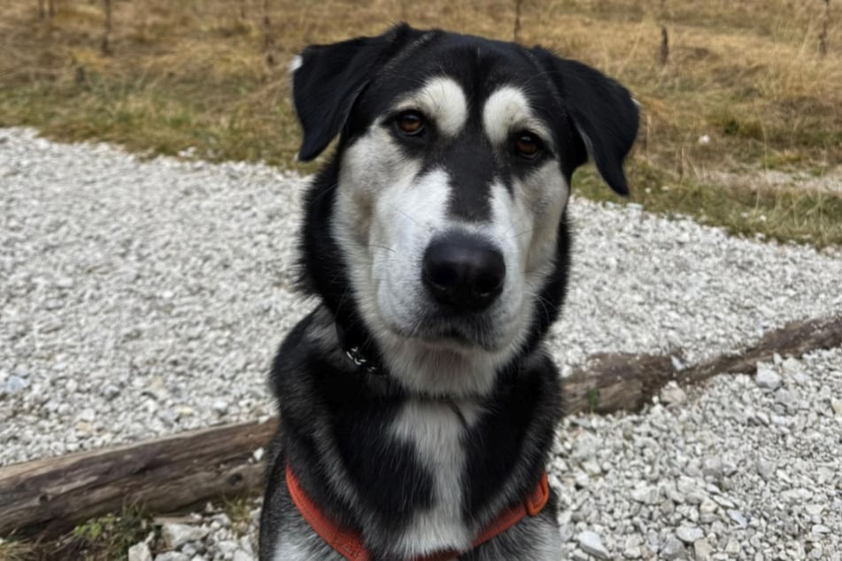 Zade ist zur einen Hälfte Husky, zur anderen Golden Retriever.