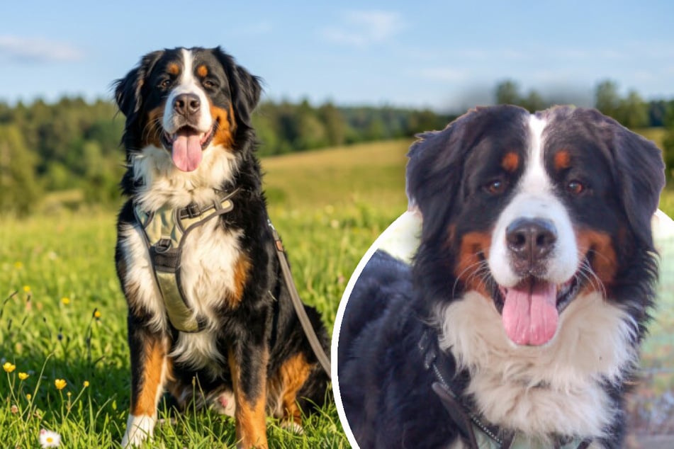 Besitzer trennen sich, was wird nun aus Berner Sennenhund "König Ludwig"?
