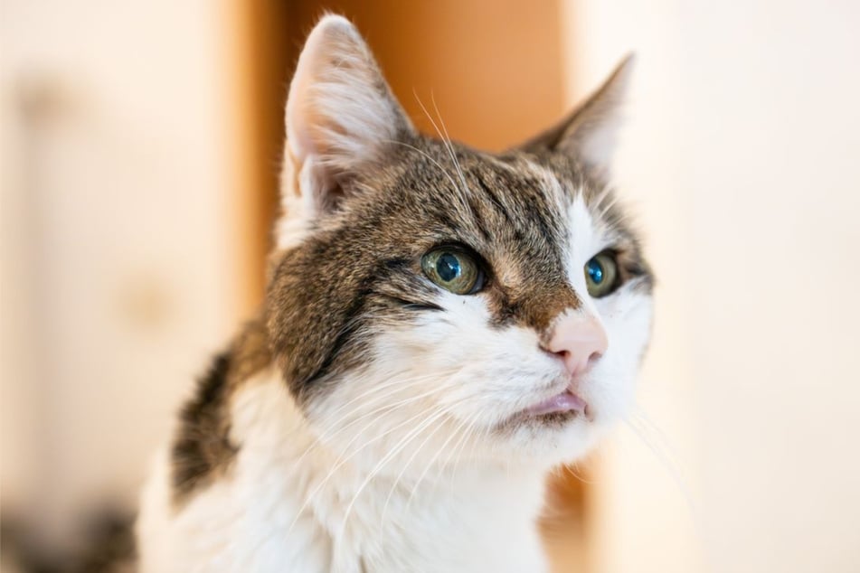 Ein Kater wurde so schwer verletzt, dass er vor Ort verstarb. (Symbolbild)