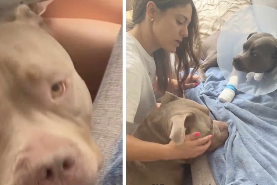 Compassionate Pit Bull dog takes care of injured sister in heartwarming video