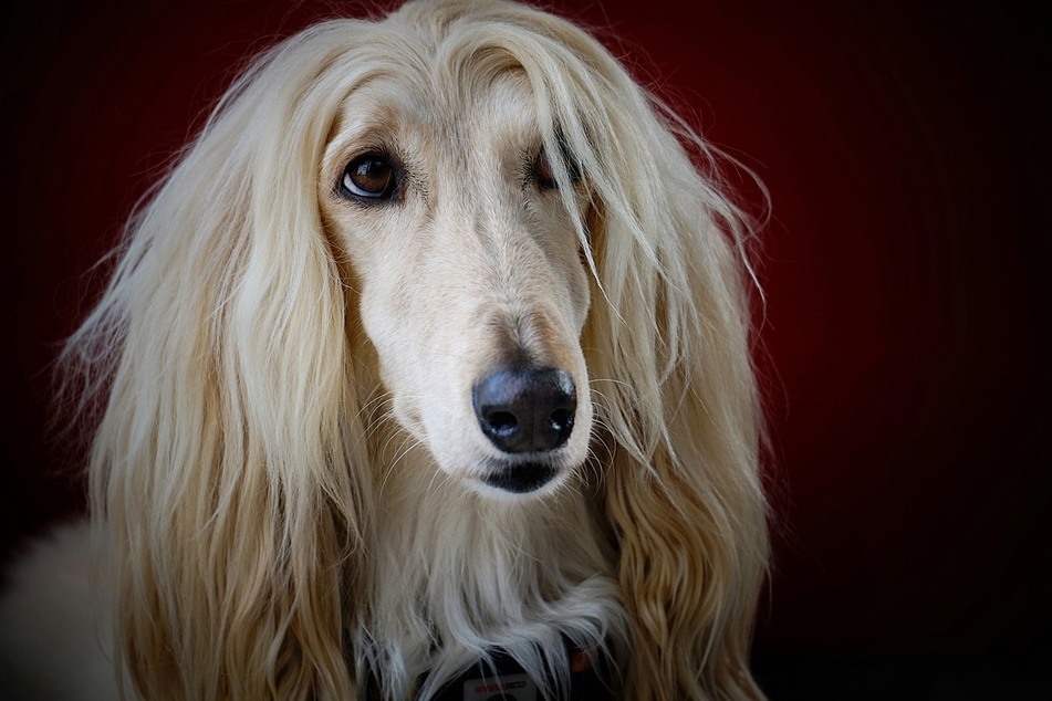 Often considered one of the dumbest dogs out there, the Afghan hound has a kind attitude.