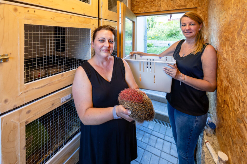 In der Werdauer Pflegestelle von Claudia Schindler (39, l.) hat Annett Schneider (52) aus Glauchau den mit Farbe besprühten Igel Finn-Stachelbart abgegeben.