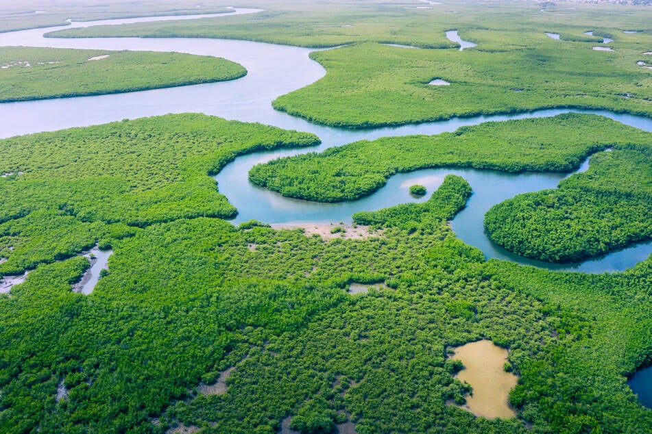 The man, known as "Índio Tanaru," lived in complete isolation in the Brazilian Amazon for over 25 years after his tribe was killed by cattle ranchers (stock image).