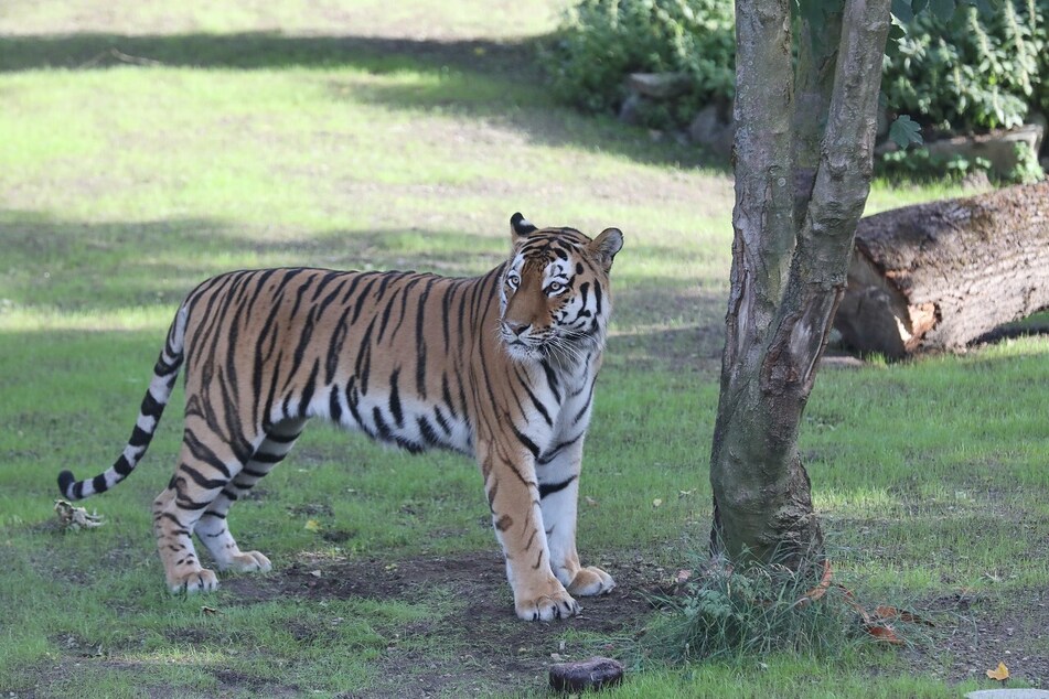 Amur-Tiger Sergan auf Erkundung in seiner neuen Anlage.