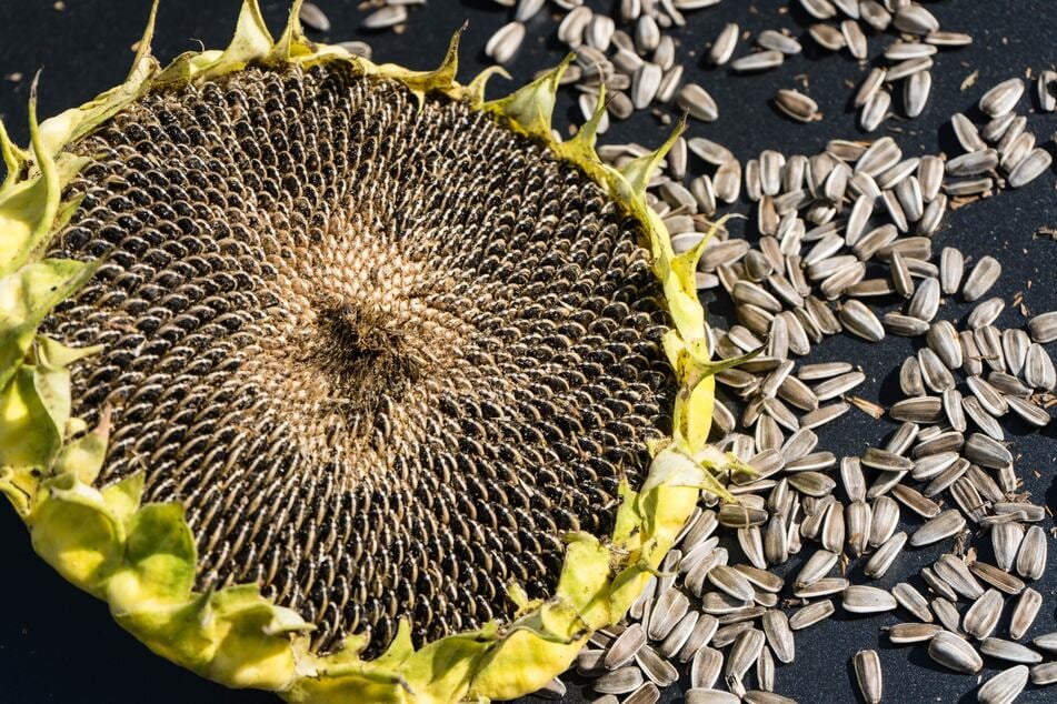 Reife Sonnenblumensamen lassen sich locker aus dem Blütenkopf schütteln.