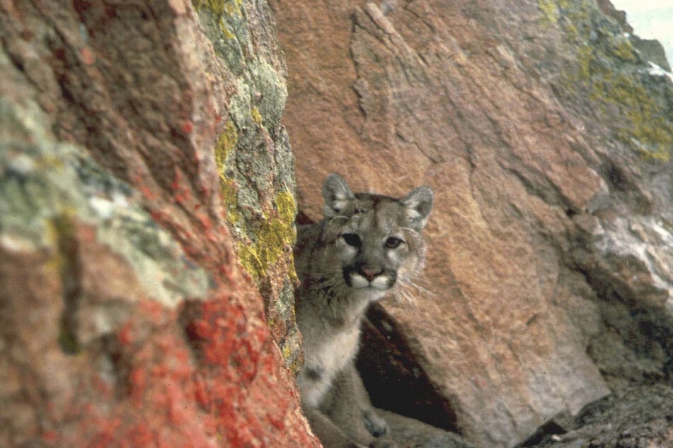 Die Tiere gelten eigentlich als sehr scheu.