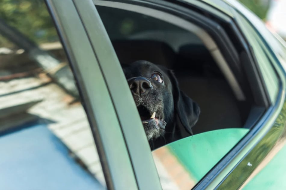 Der Hund war lange in dem überhitzten Auto eingesperrt. (Symbolfoto)