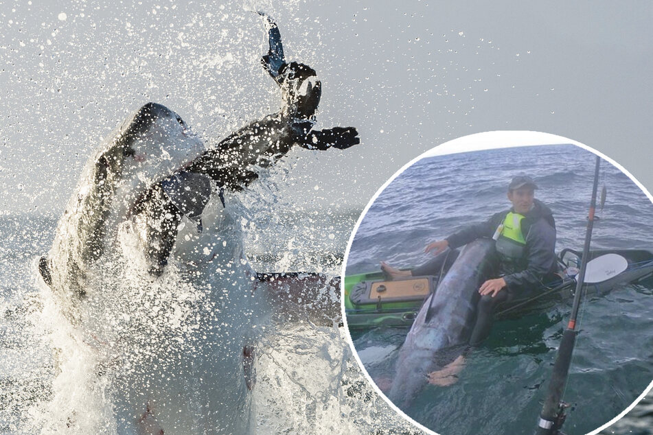 Kajak-Fahrer filmt Robbe beim Überlebenskampf, doch dann schwimmt der Hai auf ihn zu