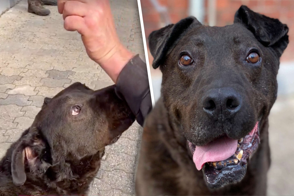 Hund zuckt bei plötzlichen Bewegungen zusammen, Tierheim hat traurigen Verdacht
