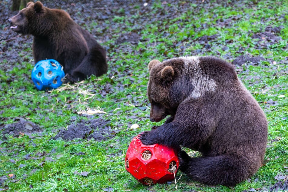 Die beiden Braunbären Freya (vorn) und Thor (hinten) suchen Futter in speziellen Bällen.