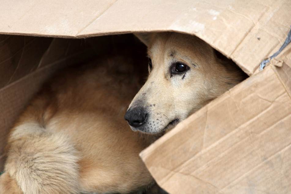 Von einigen Ausnahmen abgesehen, erfolgt die Registrierung und Kennzeichnung von Hunden auf freiwilliger Basis.