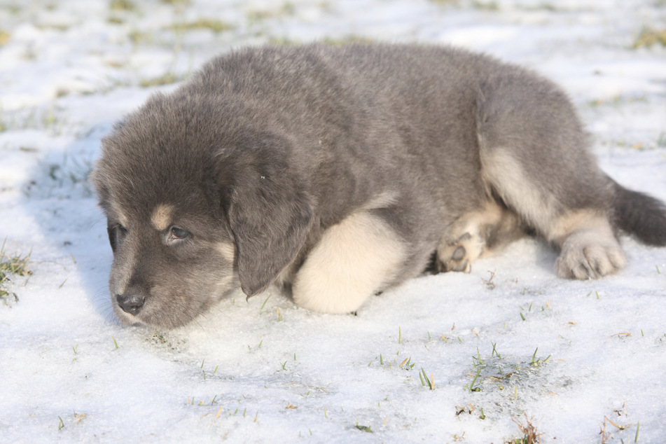 Tibetan mastiff puppies are insanely cute, but it's good to get to work and have them trained.