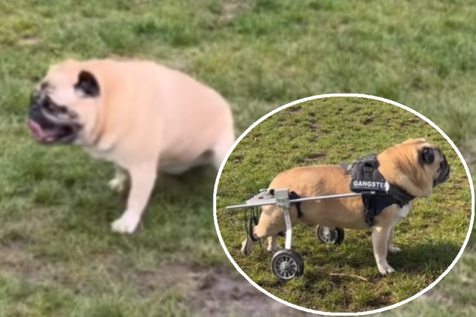 Mops-Dame kann kaum noch laufen: Dann lassen sich findige Mitarbeiter etwas Besonderes einfallen