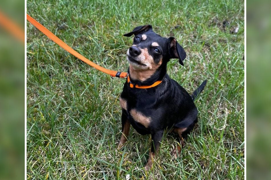 Pinscher-Hündin Lila ist 2014 geboren worden und damit zehn Jahre alt.