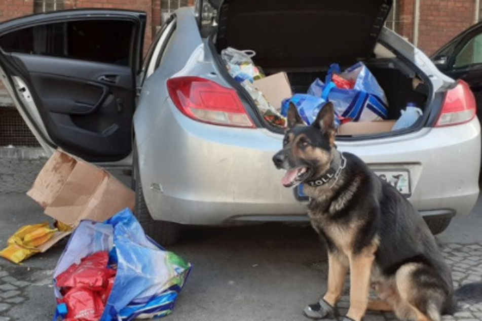 Der Zoll-Hund konnte die illegalen Lager aufspüren.