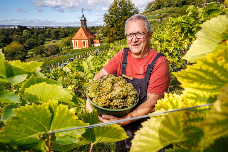Für Winzer Klaus Sauer (67) ist die Arbeit auf dem Weinberg eine Herzensangelegenheit: "Ich lebe nicht vom, sondern für den Wein."