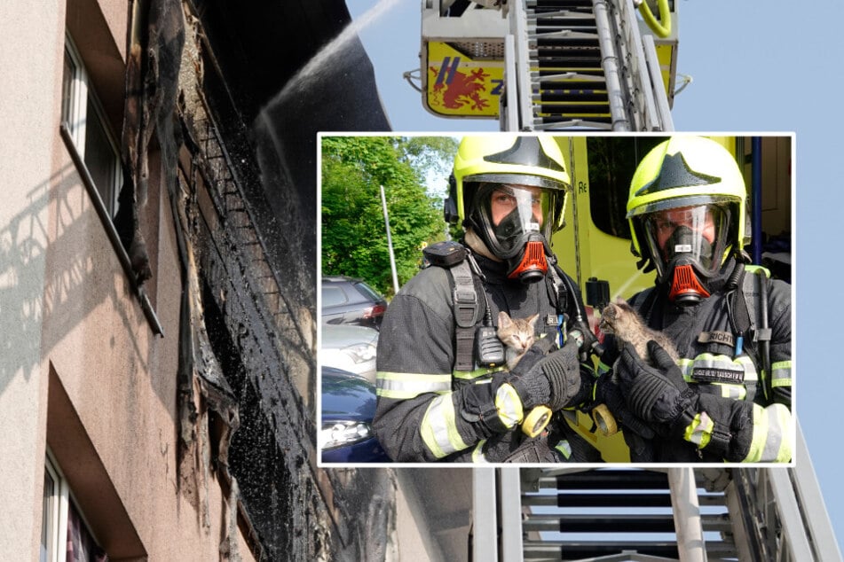 Chemnitz: Einsatzkräfte retten vier Katzen bei Wohnungsbrand in Chemnitz