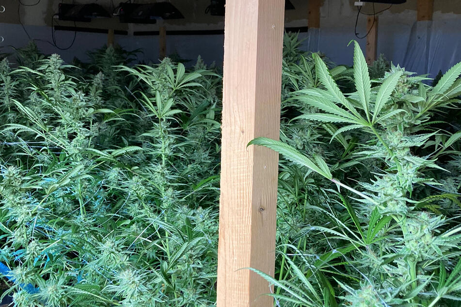 Mehr als 100 Cannabis-Pflanzen fand die Polizei in einem Nebengebäude.
