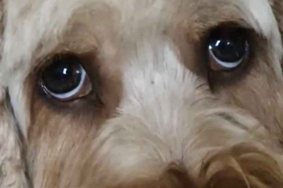 TikTok users have loved Gus' seemingly innocent puppy dog eyes.