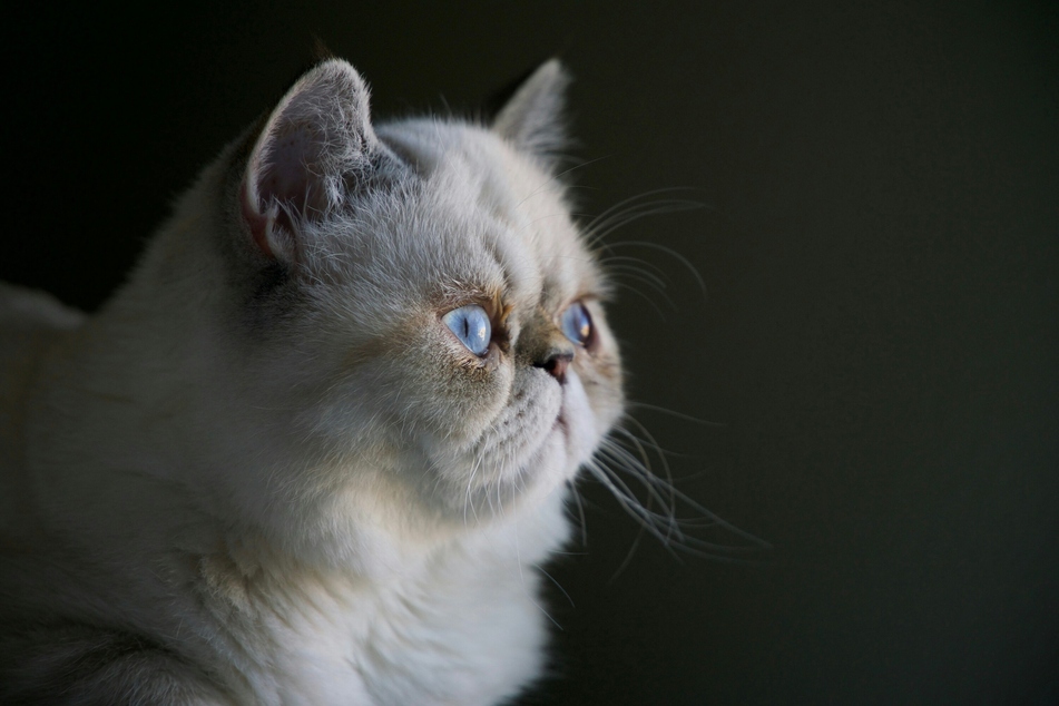 It is very rare that a cat's headbutting habits are a sign of something concerning.