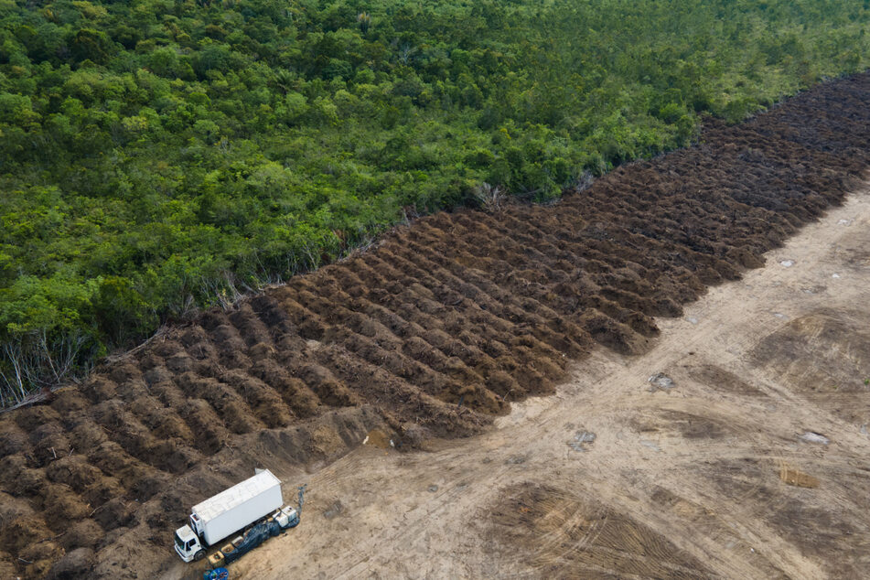 Brasilien, Porto Velho: Der Amazonas wird so schnell wie nie zuvor abgeholzt, oft um wirtschaftlichen Profit daraus zu schlagen.