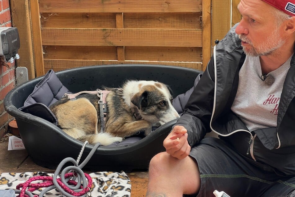 Alex kennt sich mit verängstigten Hunden aus. Hündin Moni kann er Sicherheit geben.