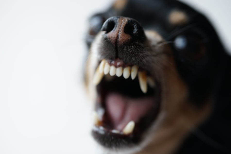 Unfassbar! Hundehalter lässt Rollstuhlfahrer nach Biss-Attacke blutend zurück