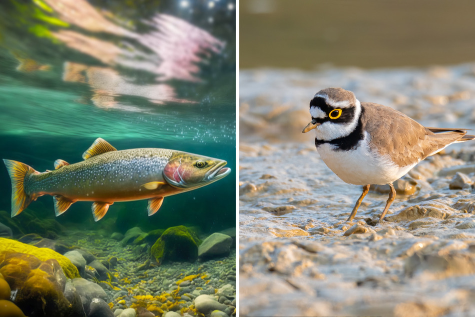 Forellen bevorzugen kühle und klare Gewässer. In Sachsen werden sie da nicht überall fündig. Auch die Population der Flussregenpfeifer wurde stark ausgedünnt.