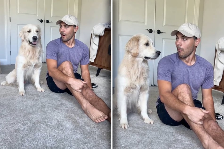 Herrchen lässt einen fahren: "Antwort" seines Golden Retrievers bringt so viele zum Lachen