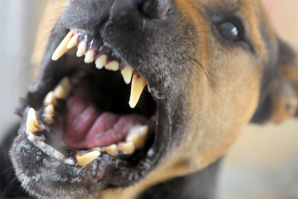 Die aggressiven Hunde bissen den Hund einer Helferin tot. (Symbolbild)