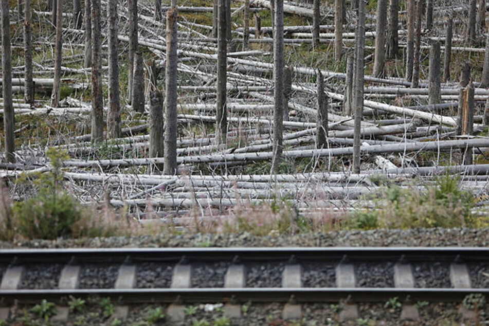 Bei den Bränden im Harz hatten sich Einsatzkräfte über das herumliegende Totholz beschwert. Das soll nun beseitigt werden.
