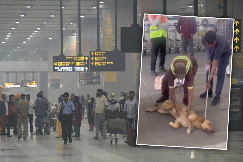 Tierquälerei am Flughafen? Schockierendes Video sorgt für heftige Vorwürfe