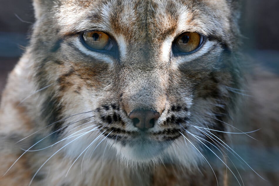 Die aufwendigen Schutzmaßnahmen scheinen den gewünschten Erfolg zu bringen. (Archivbild)