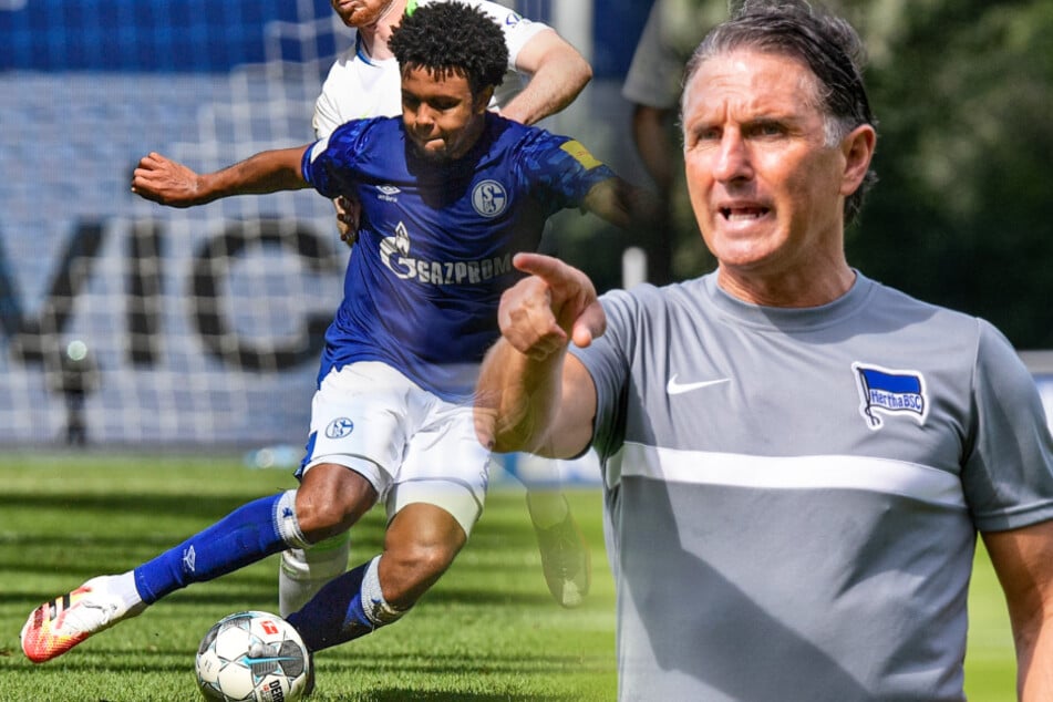 Bekommt Bruno Labbadia (r) mit Weston McKennie (l) den nächsten Neuzugang?