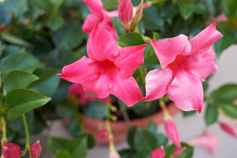 Ungefähr im Mai kann die Dipladenia wieder raus in den Garten - anfangs am besten an einen geschützten Ort.