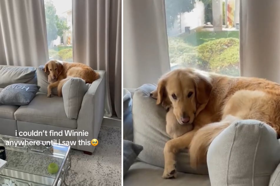 El golden retriever Bailey se ha acomodado en el sofá junto con la mini dachshund Winnie.