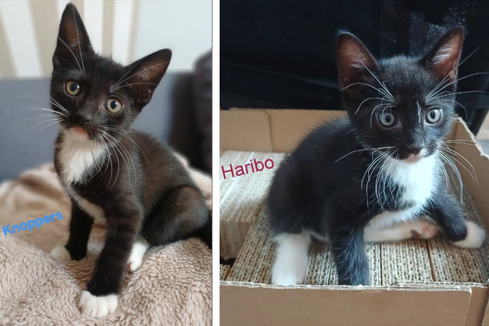Knoppers und Haribo mögen es lieber ruhig in ihrem neuen Zuhause.