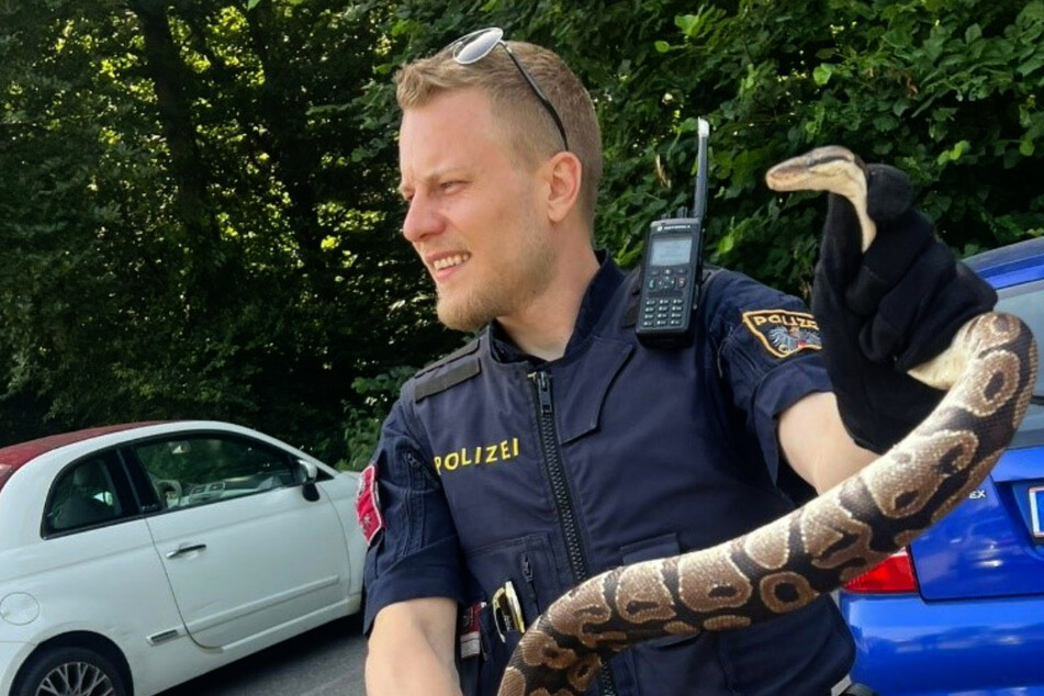 Würgeschlange in Wien: Polizei macht ungewöhnlichen Fund!