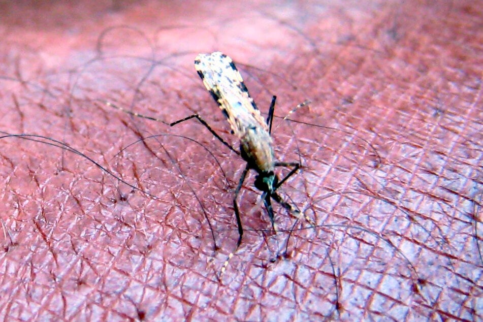 Eine Mücke der Gattung "Anopheles gambiae", ein bekannter Verbreiter der Malaria-Erkrankung, soll schuld sein.