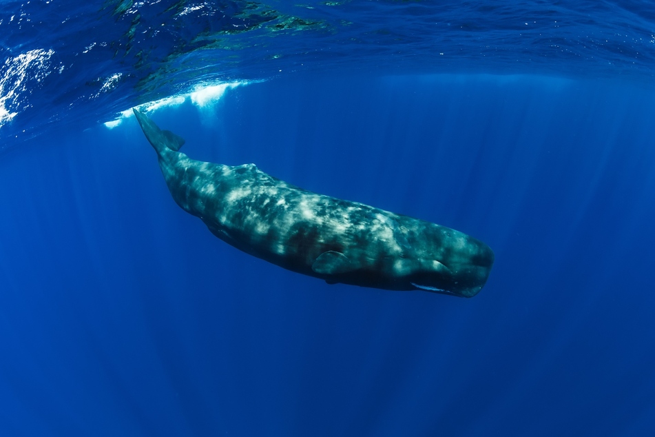 The sperm whale is only just behind the pistol shrimp in terms of loudness.