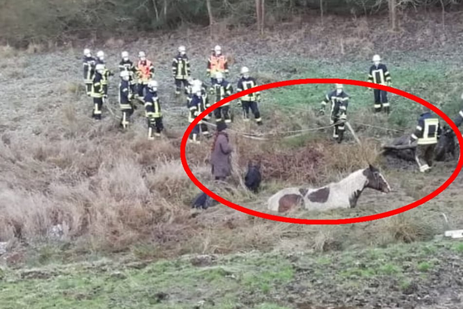 Insgesamt 40 Einsatzkräfte rückten an, um die Pferde aus dem Schlammloch zu befreien.