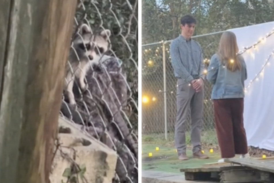 Raccoon steals the show in hilarious proposal video fail!