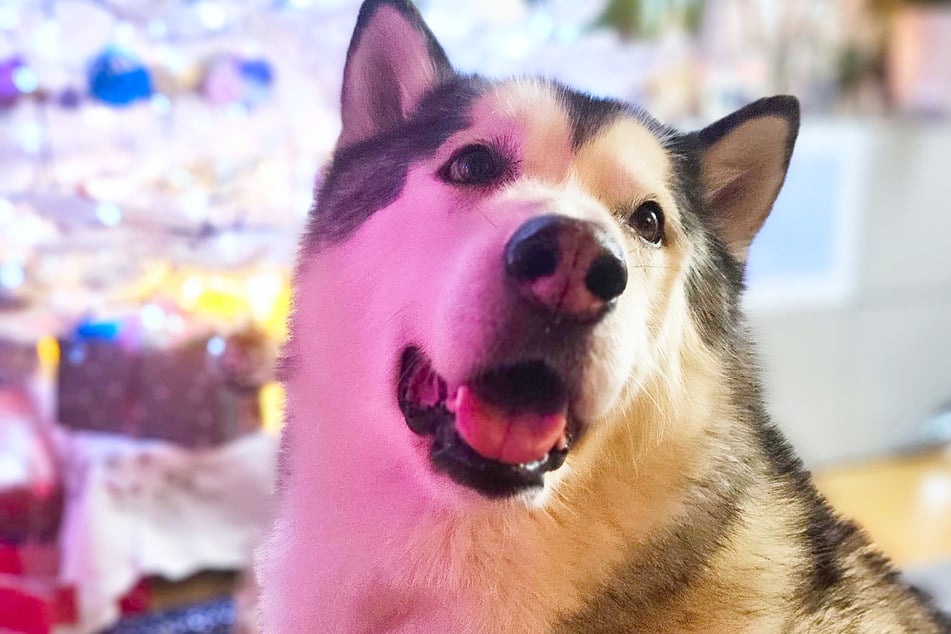 Ready for Christmas? Discover Chewy's new Deals on Saturday, December 13