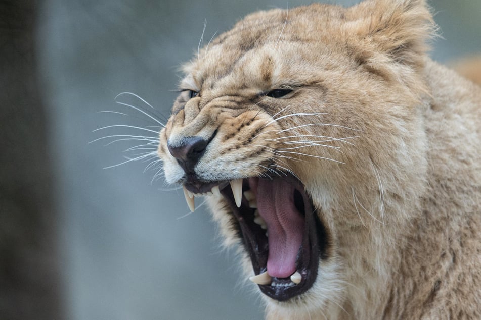 Eine asiatische Löwendame (Panthera leo persica) in einem Zoo. Nur noch wenige Exemplare leben in freier Wildbahn. Ein solches Tier könnte den Dreijährigen gefressen haben.